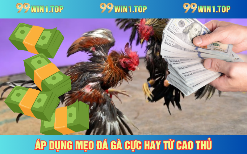 Áp dụng kinh nghiệm để chọi gà thắng lớn