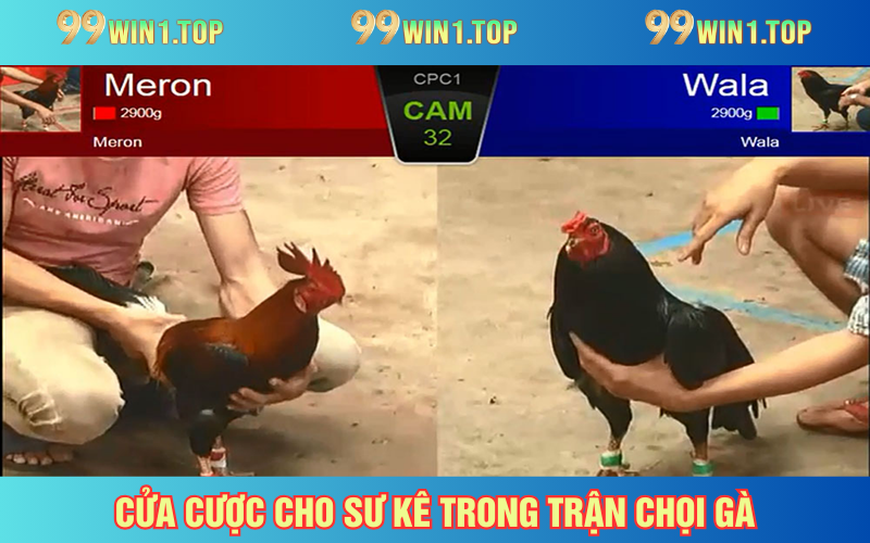 Cách đặt cược cho từng trận chọi gà kinh điển