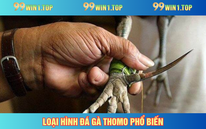 Top loại hình chọi gà được yêu thích