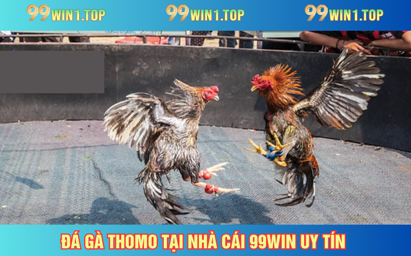 Đá gà Thomo mang đến trải nghiệm trọn vẹn