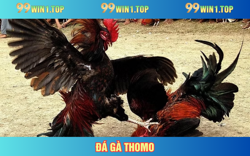 Đá Gà Thomo