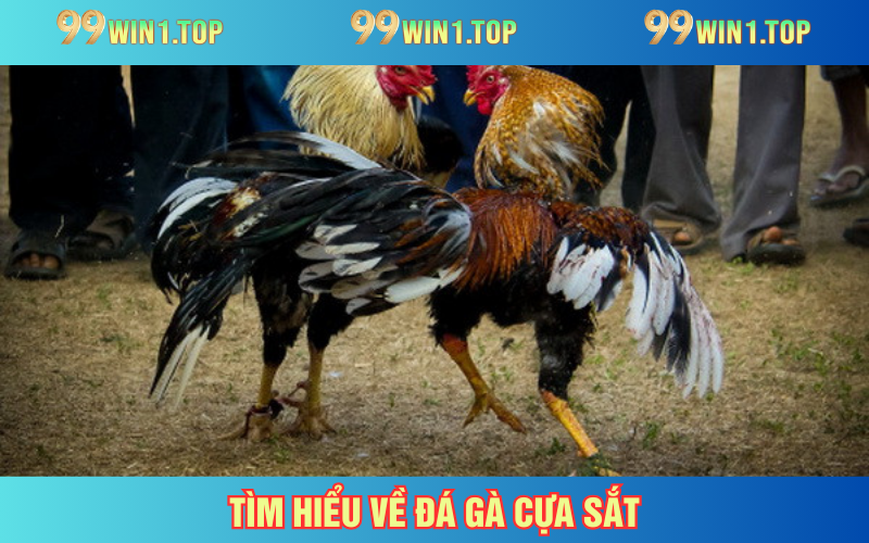 Đá gà cựa sắt - Bộ môn giải trí kịch tính, hấp dẫn