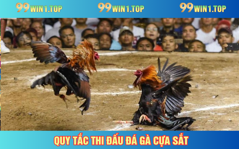 Cập nhật những quy tắc thi đấu và hành vi được cho phép trong đá gà cựa sắt